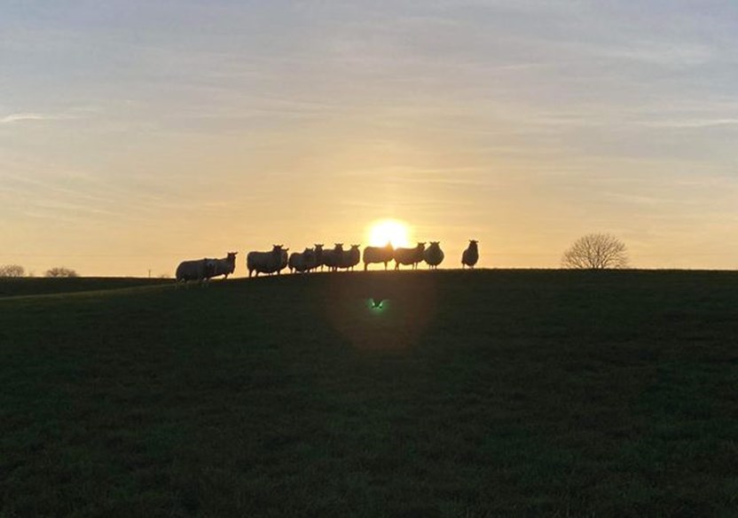 A flock of sheep standing on the horizon